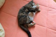 梦见养猫，解读内心需求与生活状态的周公解梦解析