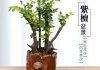 小叶紫檀种植方位，最佳种植区域与布局建议