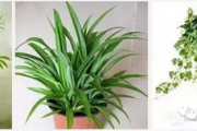 家居必备，哪些植物能够有效吸收甲醛，净化室内空气？