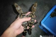 梦见鳄鱼吃驴，解读与启示