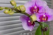 市内养花指南，选择适合的花卉提升家居气场
