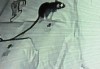 解梦猫身上爬了老鼠，解读与启示