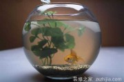 鱼，家居中的神秘守护者