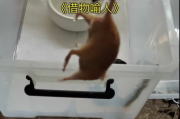 好，用户让我写一篇关于鼠生肖今日运势的文章，关键词是鼠生肖今日运势6。首先，我需要确定文章的标题，是内容，不少于810个字