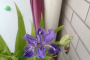梦见凤尾花，解读与启示