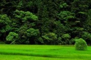 绿蛇半夜惊闻预兆，解梦与生活启示