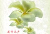 花语星座，自然的无声对话