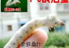 十二星座养什么蚕宝宝？星座宝宝的养蚕指南