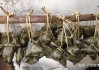路上偶遇粽子，揭秘粽子在的预兆与寓意