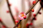 梅花是什么算命方法