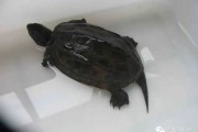 家养龟，学与龟养护的智慧
