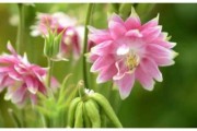 庚子年8月13日吉时，传统与现代的交汇