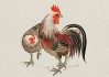 1957生肖鸡2019年运势解析，鸡年人的机遇与