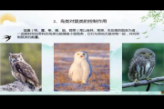自然的启示，鸟窝捉鸟的预兆与解梦