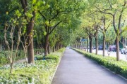 街道南边栽种何种树木最佳——揭秘传统学中树木选择的艺术