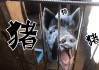 给猪宝宝取个好听的名字