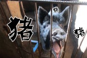 给猪宝宝取个好听的名字