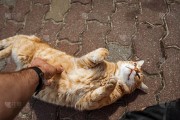 路上偶遇美猫，预兆与解梦全解析