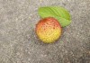 小荔枝，宝宝名字中的寓意