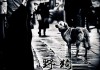 梦见野狗，预示与解析