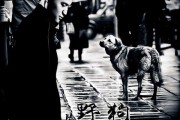 梦见野狗，预示与解析