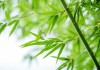 竹叶曳，愿意算命求签的心里