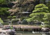 小院养松树好