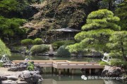 小院养松树好