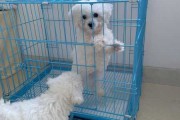 姓余狗宝宝，如何为爱犬起一个温暖而有意义的名字？