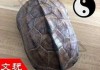 揭秘拿乌龟壳算命的古法——龟甲占卜的历史与奥秘