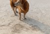 家，如何通过学提升家庭犬的运势与和谐