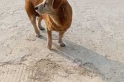 家，如何通过学提升家庭犬的运势与和谐