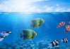海洋奇遇，鲸鱼搁浅预兆与解梦启示