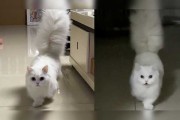 萌态背后的神秘力量，猫咪给我算命，是真的吗？