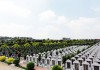 墓园种什么树种好看