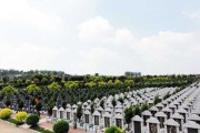 墓园种什么树种好看
