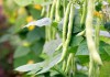 小院豆角种植指南