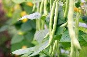 小院豆角种植指南