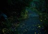 萤火虫生肖运势，星座与生肖的奇妙结合