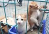 小猫叹气，解读其象征意义与解梦启示
