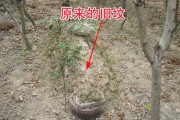 祖坟旁边放什么好呢？讲究助您平安顺利
