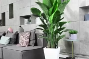 家庭种什么绿植好