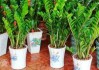 进门口摆什么花卉最好——揭秘入门植物选择技巧
