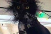 上午遇到死猫的预兆与解梦解析