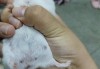 好，用户想要写一篇关于鼠宝宝取名的文章，关键词是鼠宝宝取名用什么辰好。首先，我需要确定一个合适的标题，可能需要结合鼠年和取名的讲究，比如鼠宝宝取名讲究，辰星搭配，寓意这样的标题