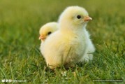 小鸡豆豆，温暖的临时宝宝
