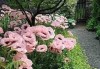 前门种花旺，花香满
