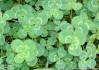 草花树，运气吉凶的神秘象征
