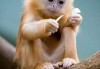 猴子宝宝取名指南