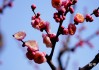 梅花独放，解码内心与外在的潜在预兆